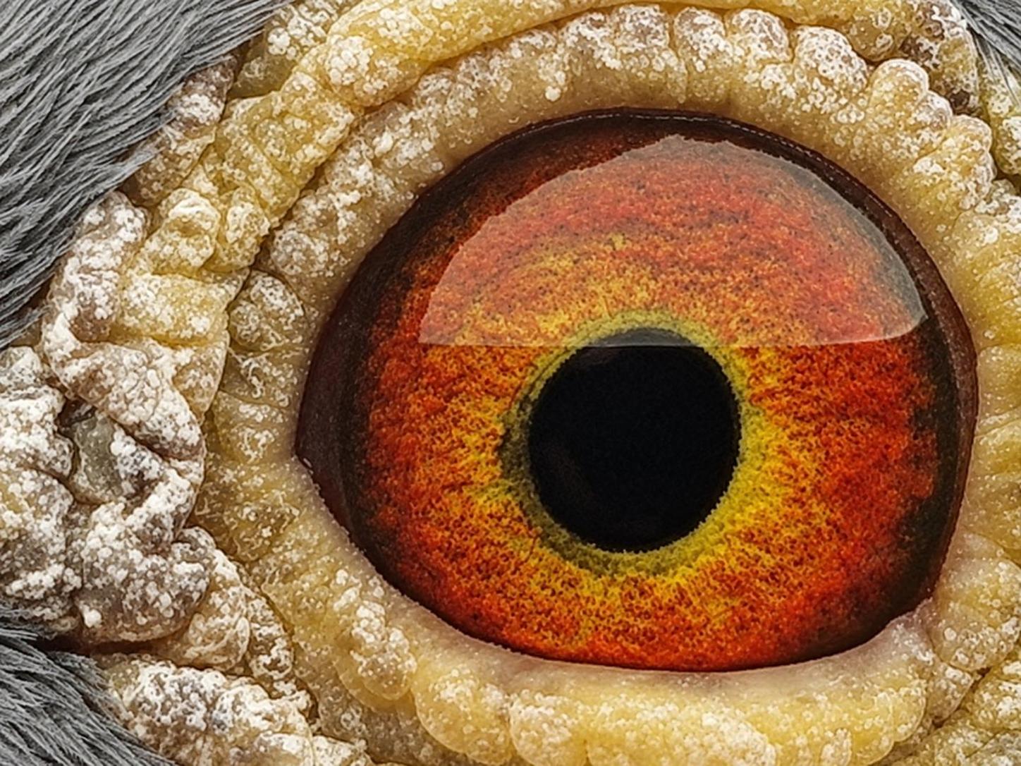 Pigeon eye